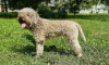 Chovný pes Lagotto romagnolo